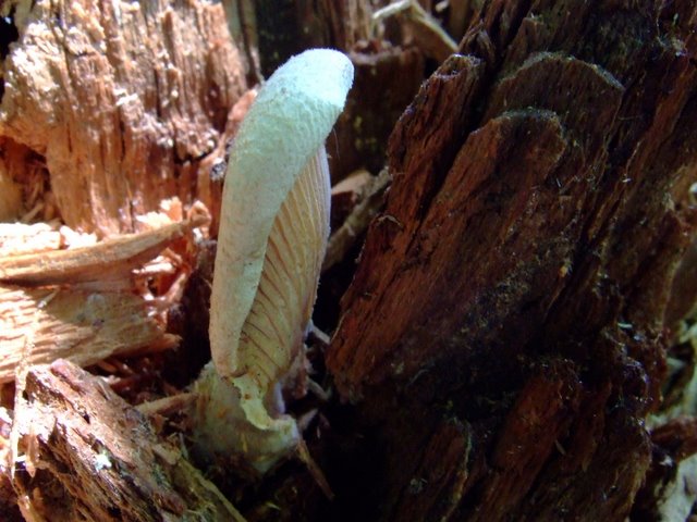 PorteBaudet Paxillus panuoides ev